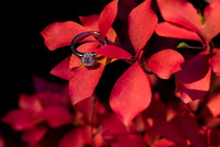 Boston Wedding Photographer - Love Dove Photography