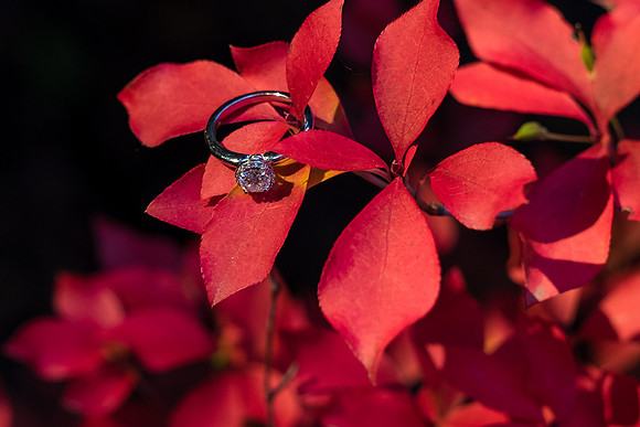 Boston Wedding Photographer - Love Dove Photography